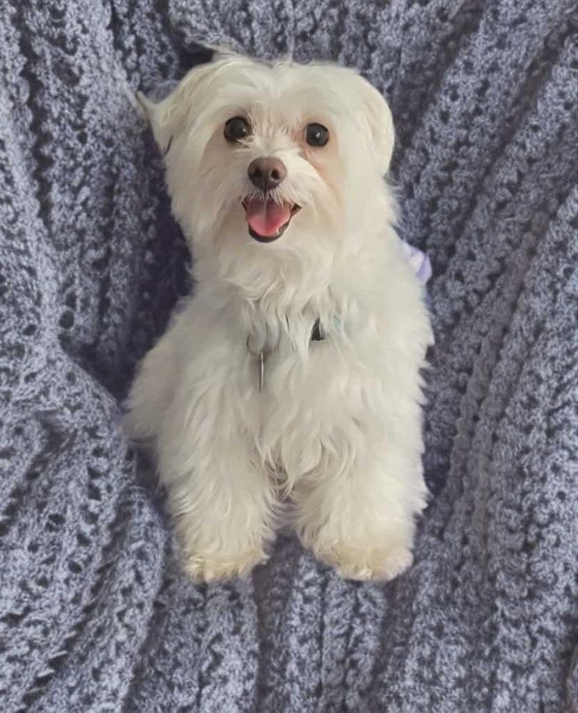 Fairbanks, a Adoptable Maltese in Plantation, FL image 2/6