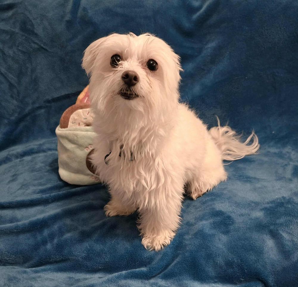 Fairbanks, a Adoptable Maltese in Plantation, FL image 3/6