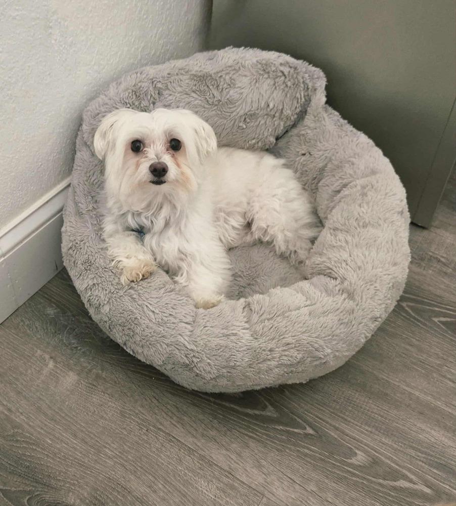 Fairbanks, a Adoptable Maltese in Plantation, FL image 4/6