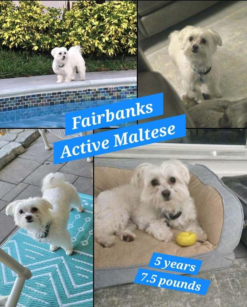 Fairbanks, a Adoptable Maltese in Plantation, FL image 5/6