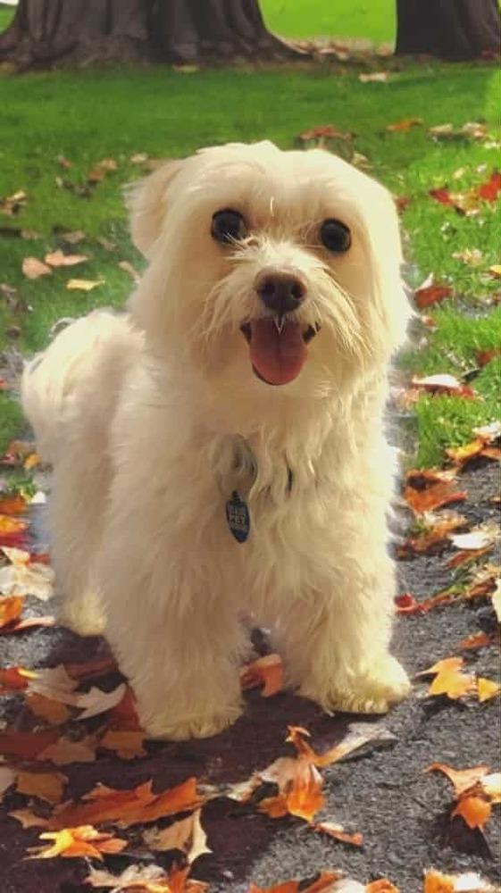 Fairbanks, a Adoptable Maltese in Plantation, FL image 6/6