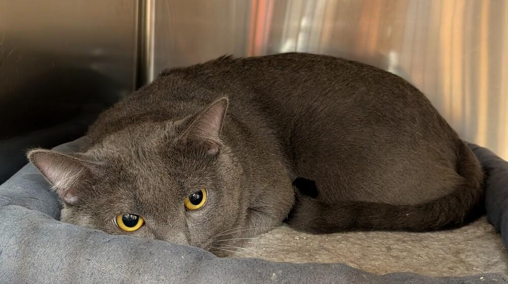 Watson, Adoptable, Adult Male Russian Blue.