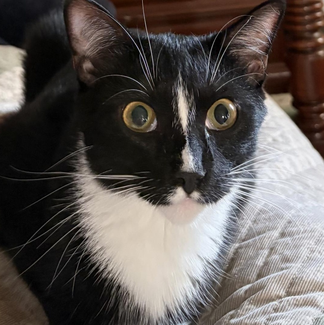 Enlarge Harlequin, a Adoptable Domestic Short Hair in Old Bridge, NJ image 1/4