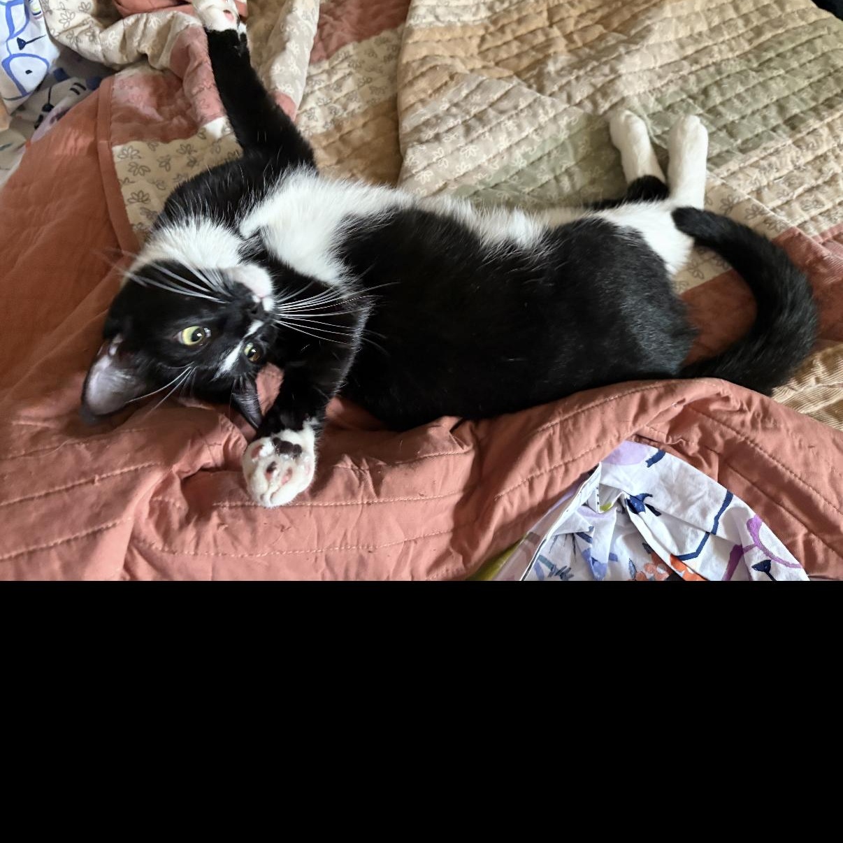 Enlarge Harlequin, a Adoptable Domestic Short Hair in Old Bridge, NJ image 3/4