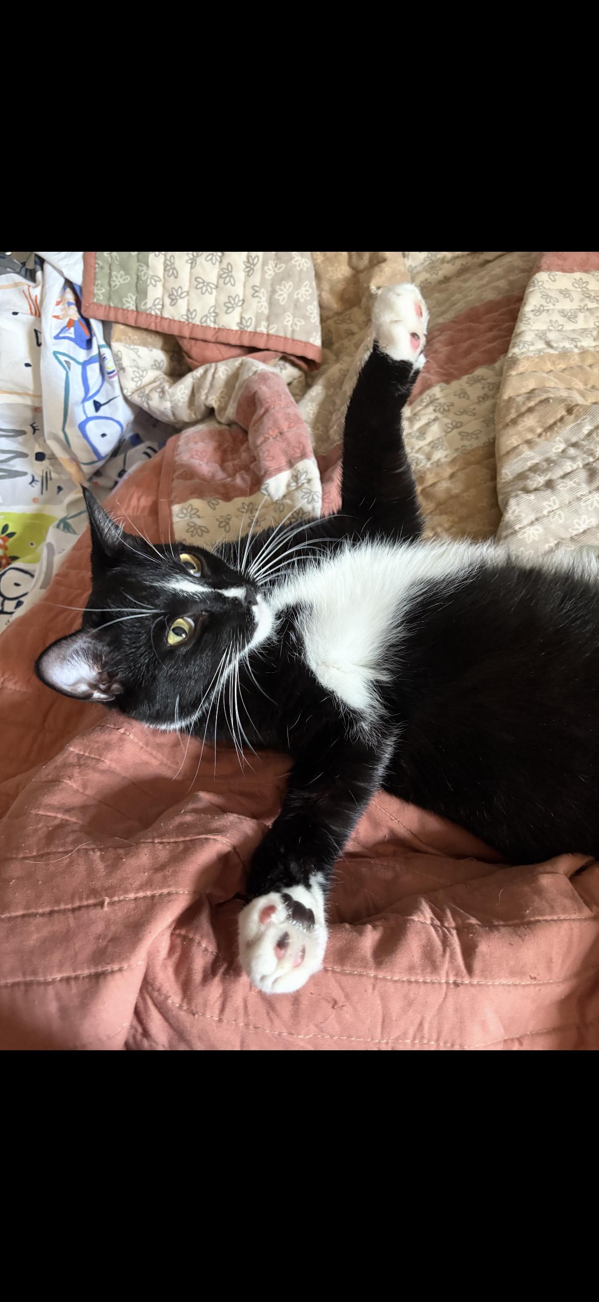 Enlarge Harlequin, a Adoptable Domestic Short Hair in Old Bridge, NJ image 4/4