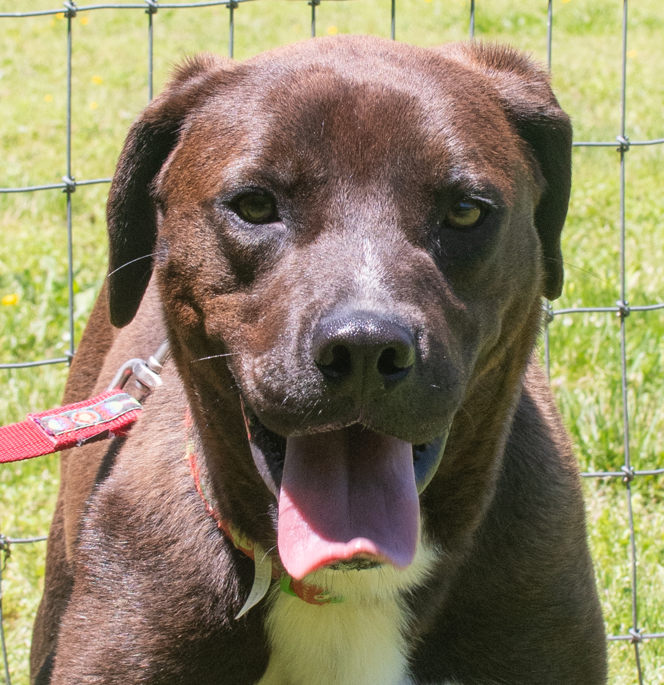 Enlarge Dagwood , a Adoptable mixed breed in Midlothian, VA image 1/10