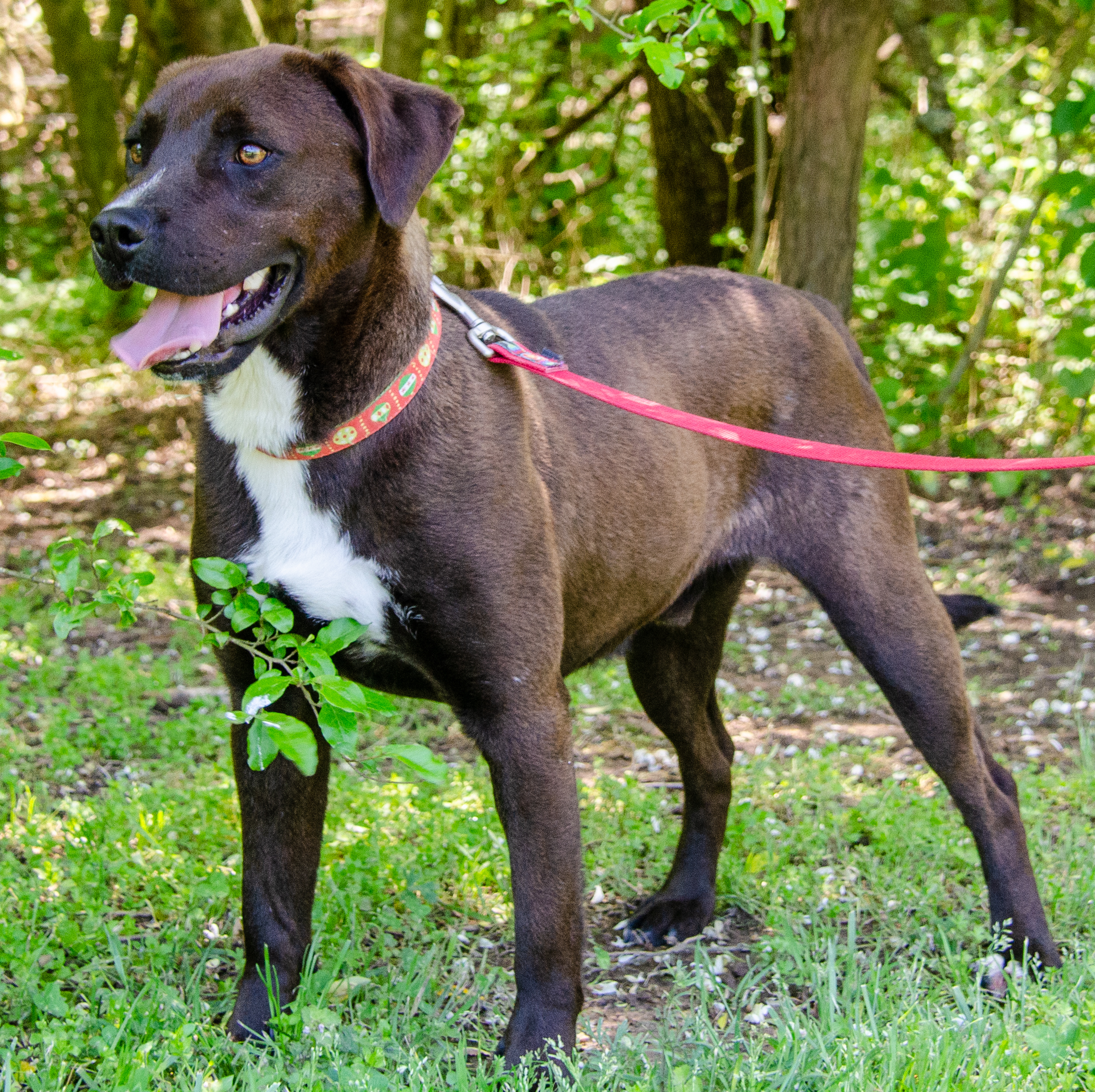 Enlarge Dagwood , a Adoptable mixed breed in Midlothian, VA image 2/10