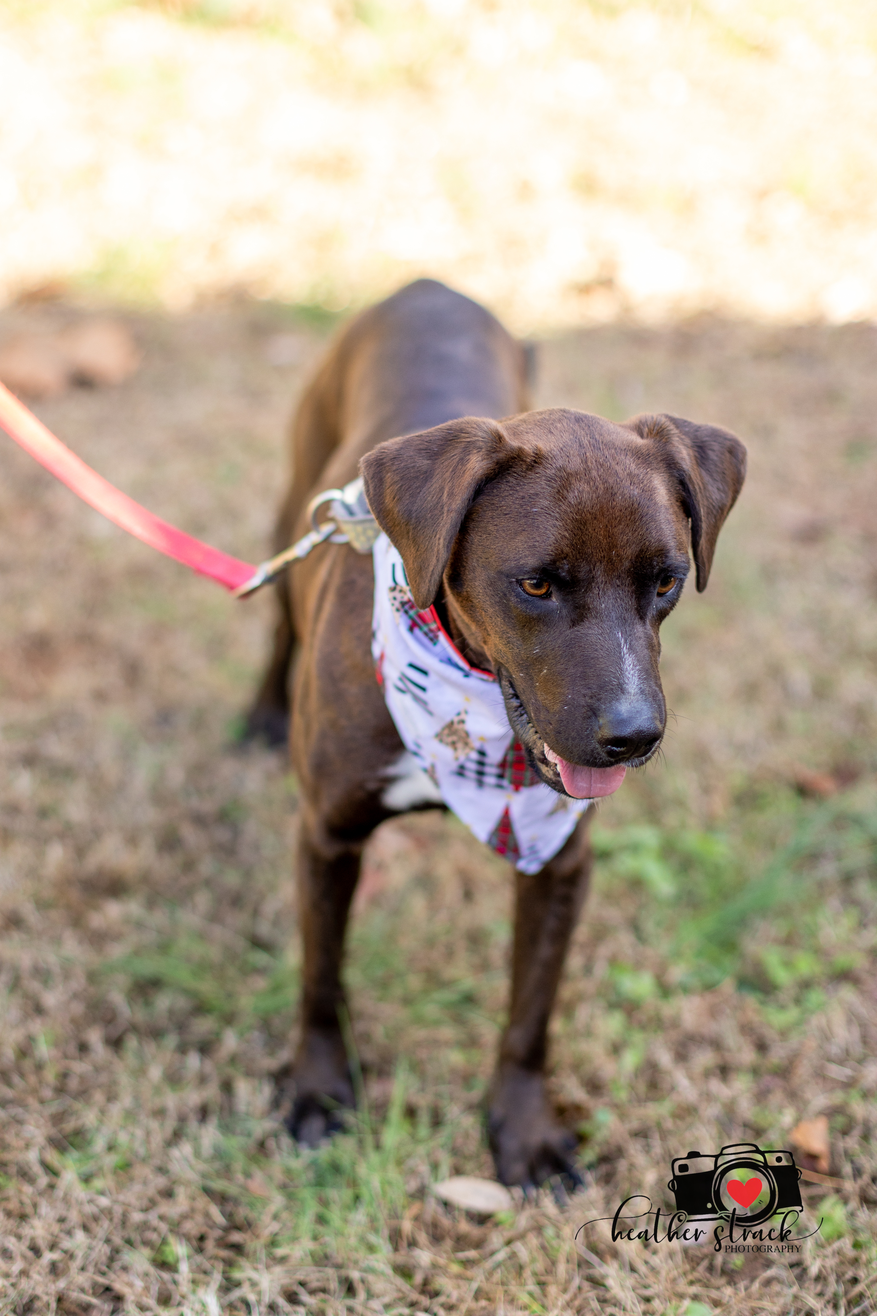 Enlarge Dagwood , a Adoptable mixed breed in Midlothian, VA image 3/10