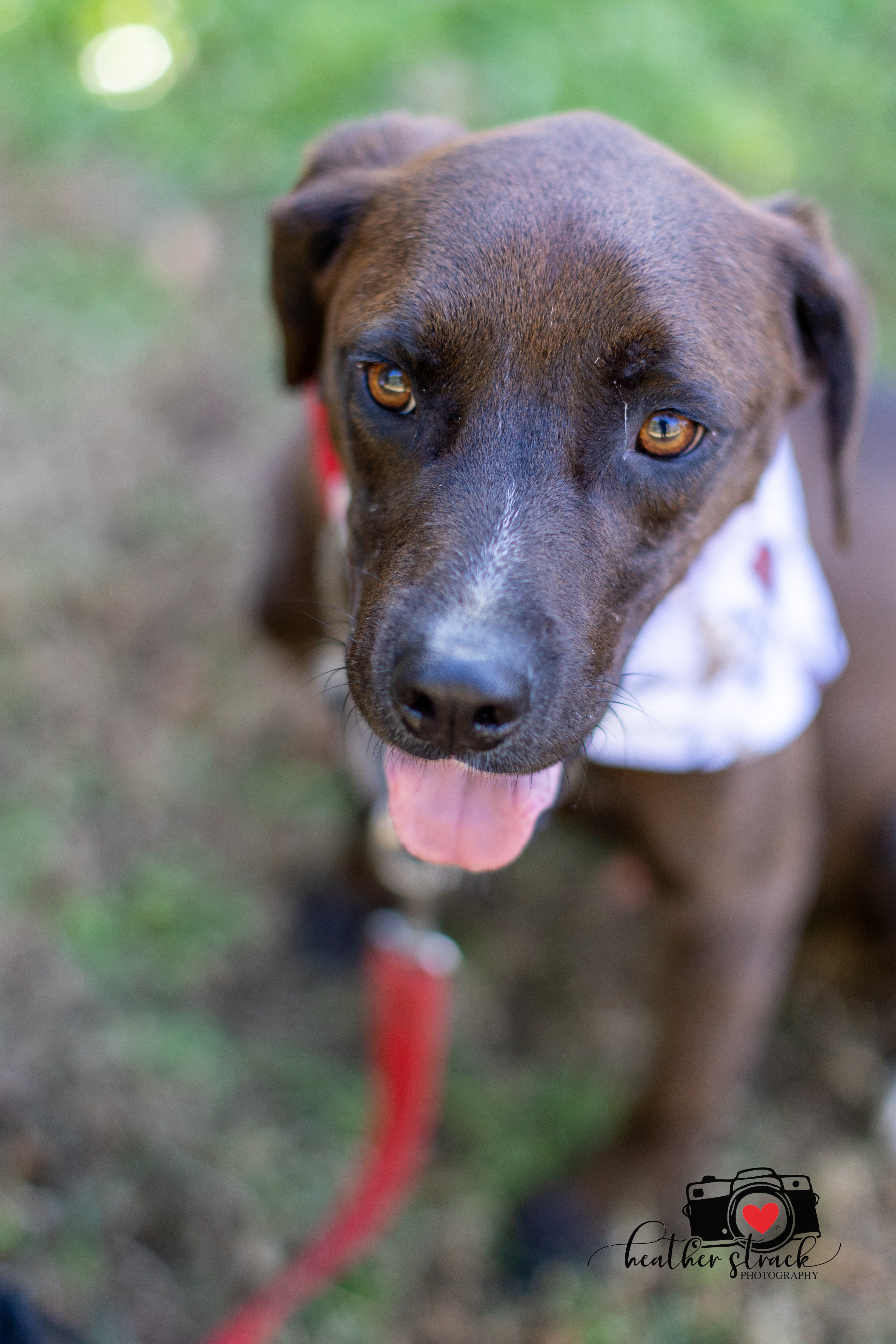 Enlarge Dagwood , a Adoptable mixed breed in Midlothian, VA image 4/10