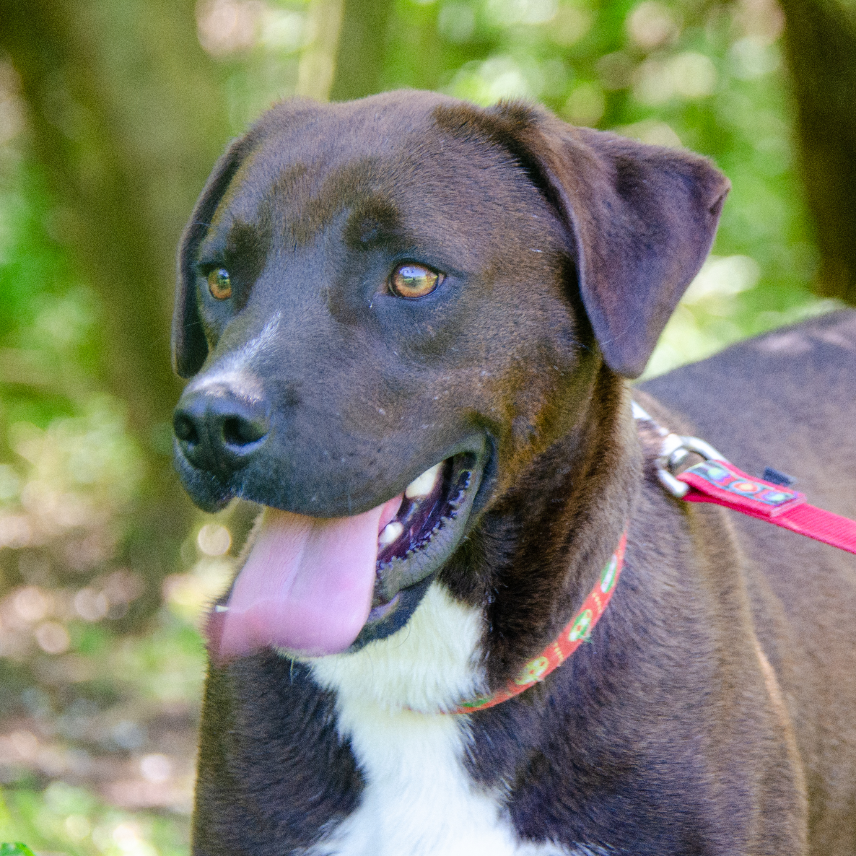 Enlarge Dagwood , a Adoptable mixed breed in Midlothian, VA image 5/10