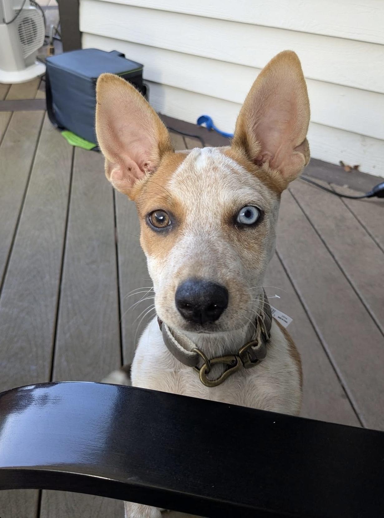 Enlarge Blair, a Adoptable mixed breed in Sugar Grove, IL image 4/5