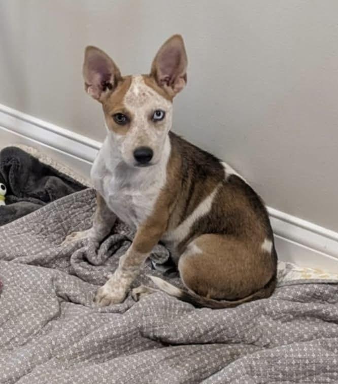 Enlarge Blair, a Adoptable mixed breed in Sugar Grove, IL image 5/5