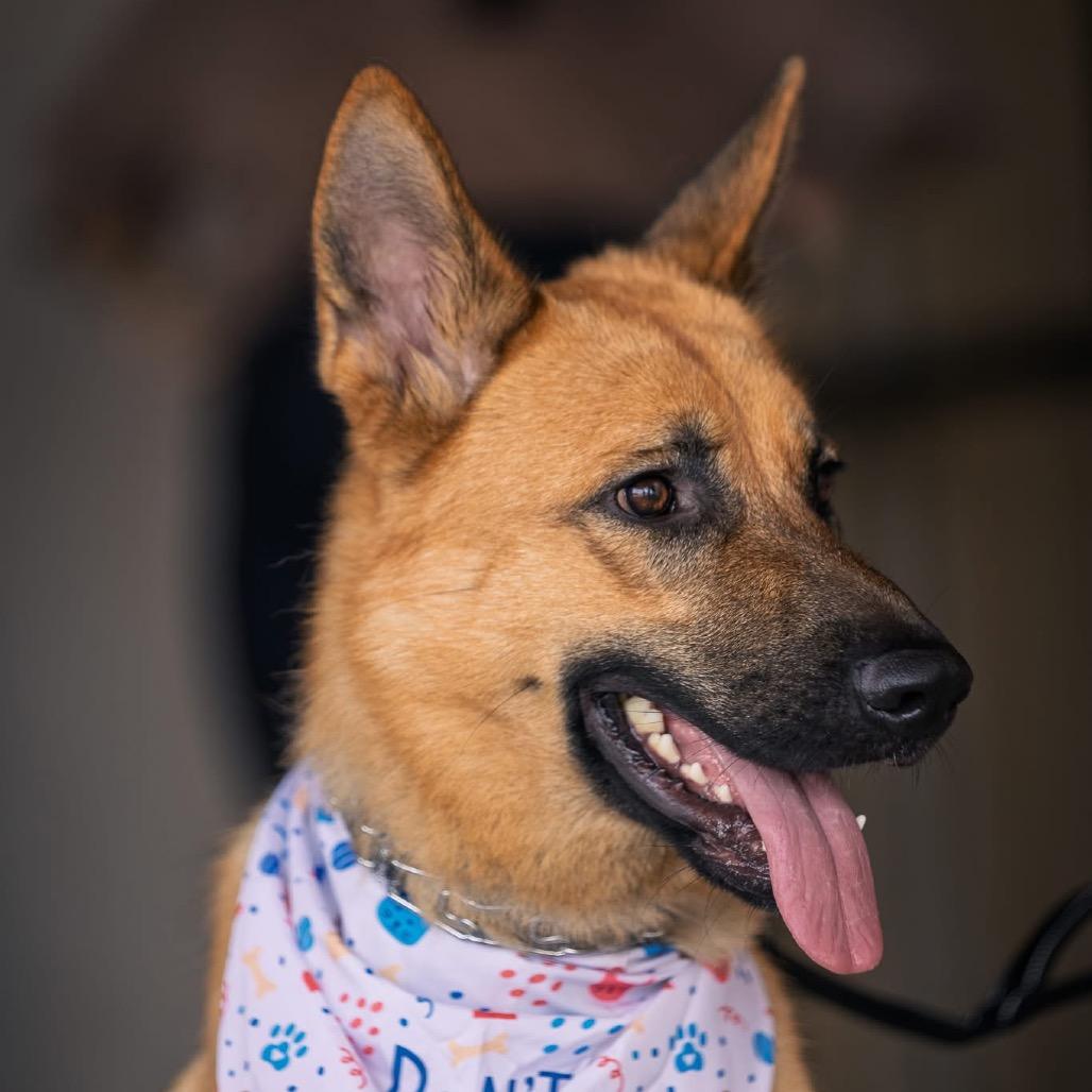 Moose, a Adoptable German Shepherd Dog in Tulsa, OK image 1/6