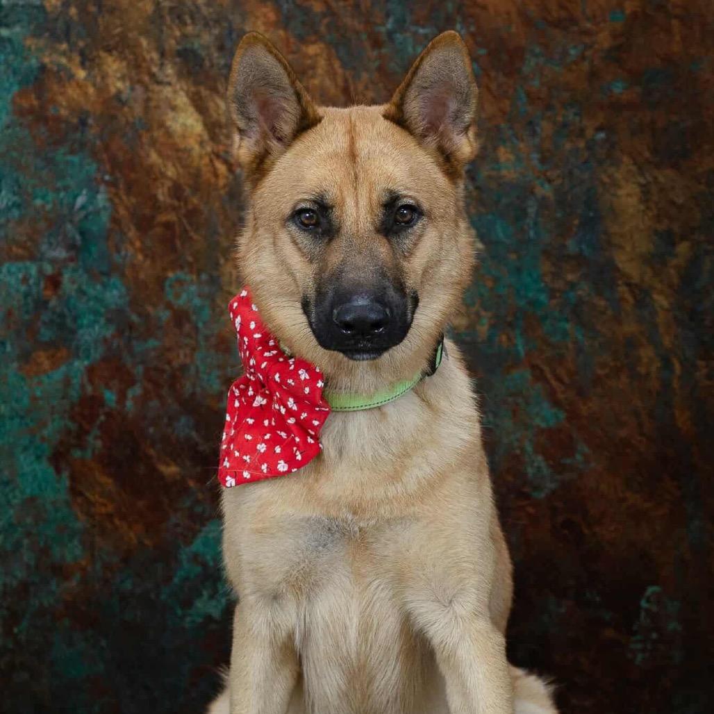Moose, a Adoptable German Shepherd Dog in Tulsa, OK image 2/6