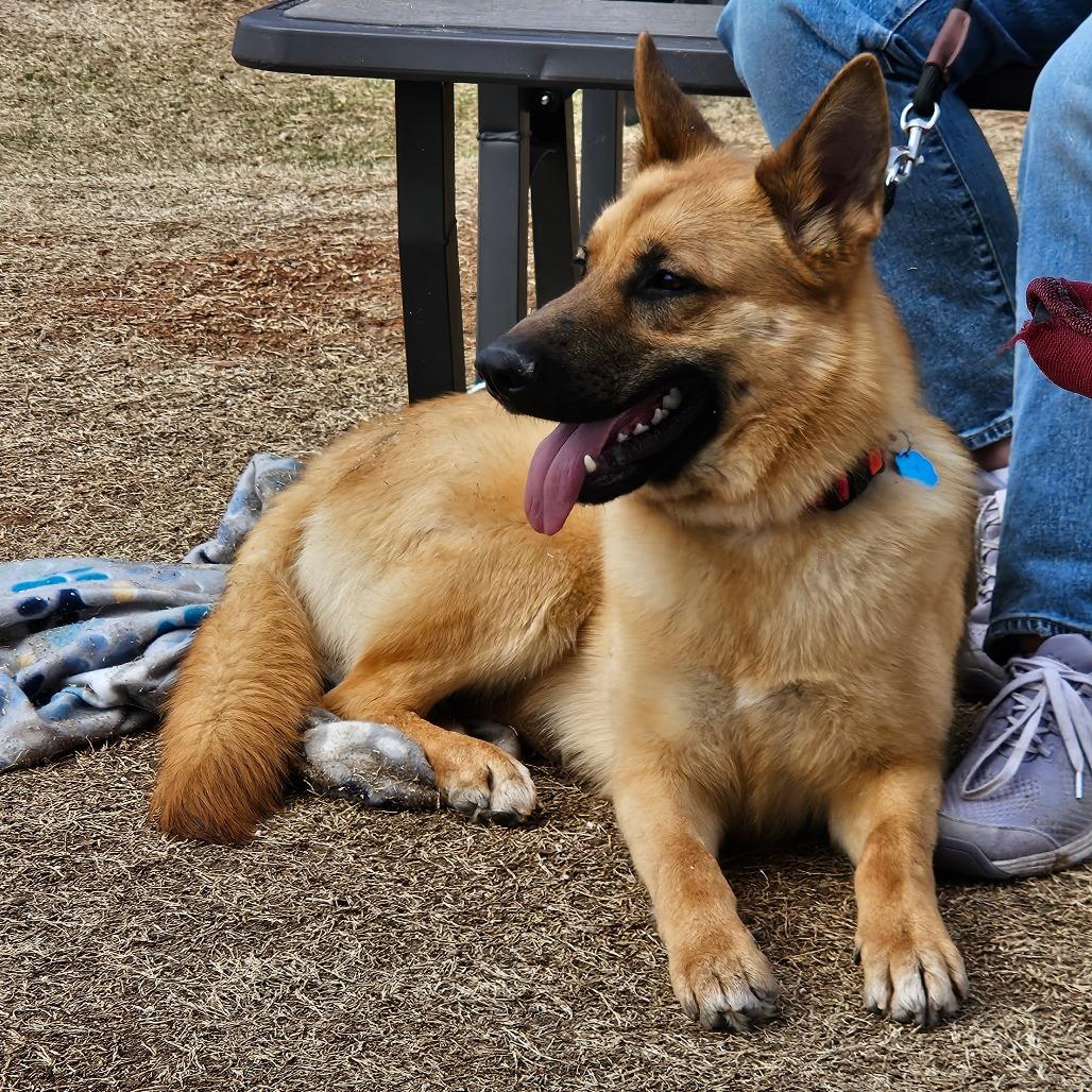 Moose, a Adoptable German Shepherd Dog in Tulsa, OK image 3/6