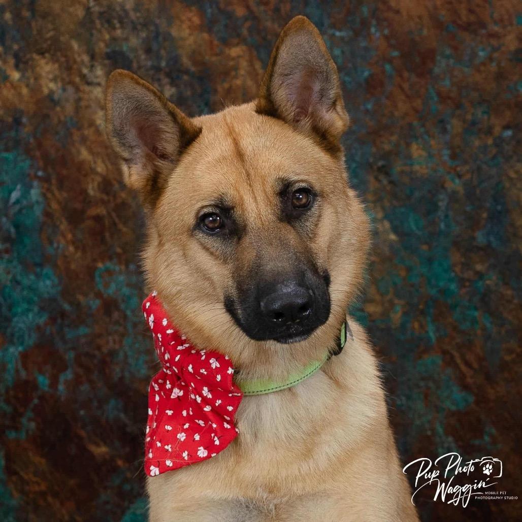 Moose, a Adoptable German Shepherd Dog in Tulsa, OK image 4/6
