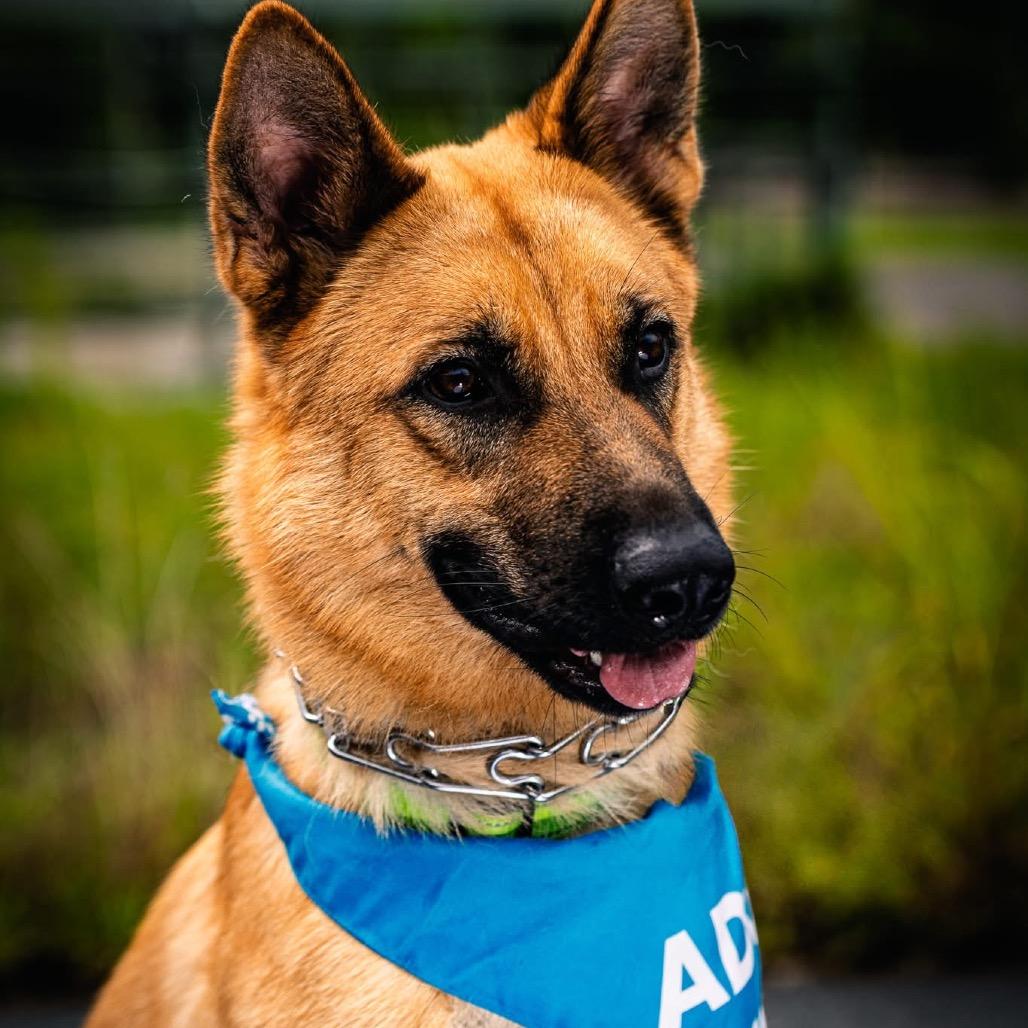 Moose, a Adoptable German Shepherd Dog in Tulsa, OK image 5/6