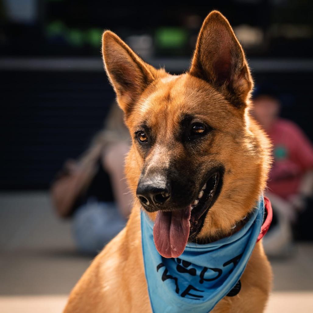 Enlarge Moose, a Adoptable German Shepherd Dog in Tulsa, OK image 3/6