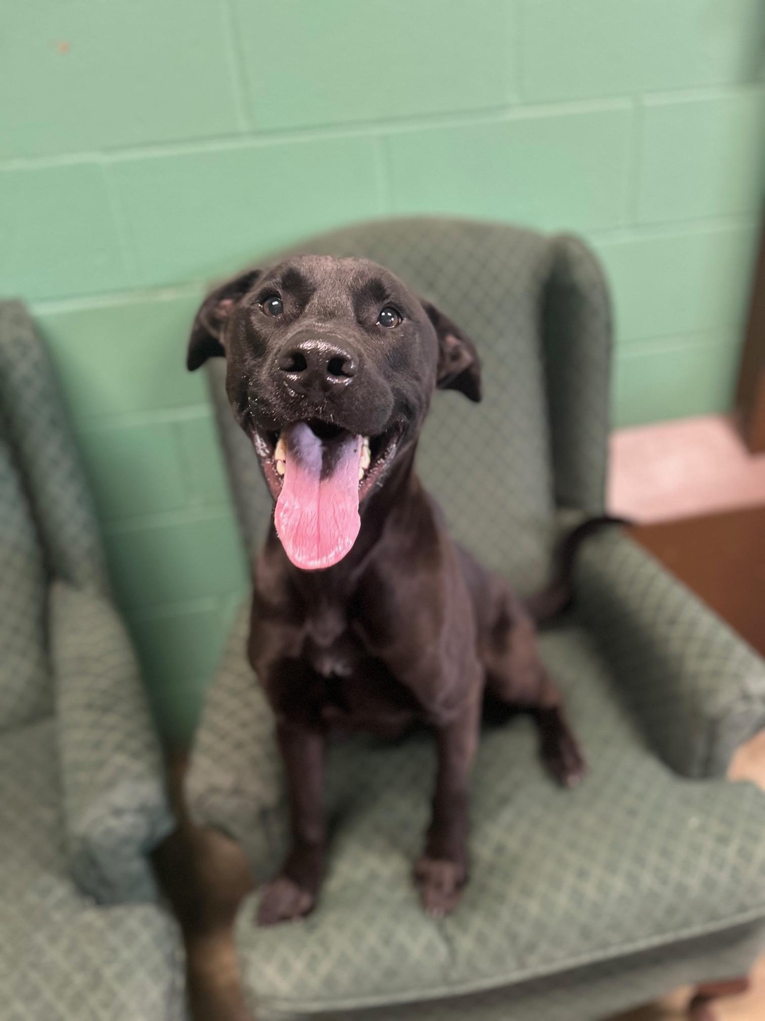 Ray, a Adoptable mixed breed in Seneca, PA image 1/3