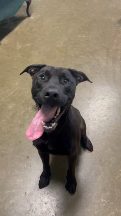 Enlarge Ray, a Adoptable mixed breed in Seneca, PA video 3/3