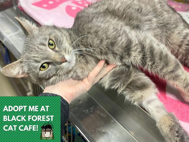 MR. JONES, Adoptable, Adult Male Domestic Short Hair.