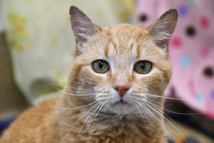 Grace, Adoptable, Senior Female Domestic Short Hair & Domestic Short Hair.