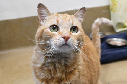 Grace, a Adoptable mixed breed in Scotia, NY image 3/3