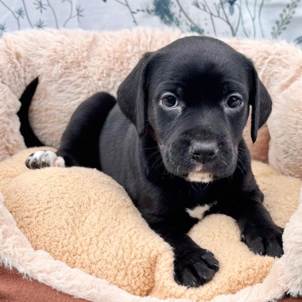 Mouse, adopted, Puppy Female Puggle & Pug.