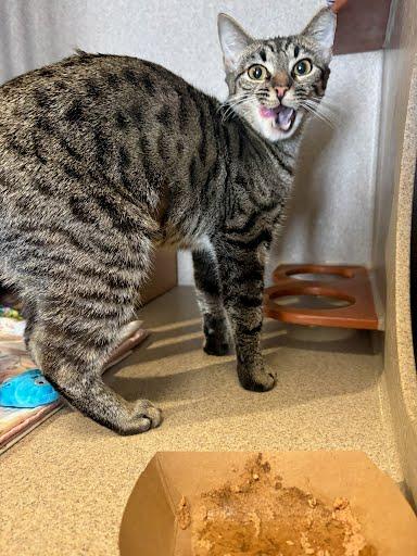 Baby, Adoptable, Adult Female Domestic Short Hair & Domestic Short Hair.