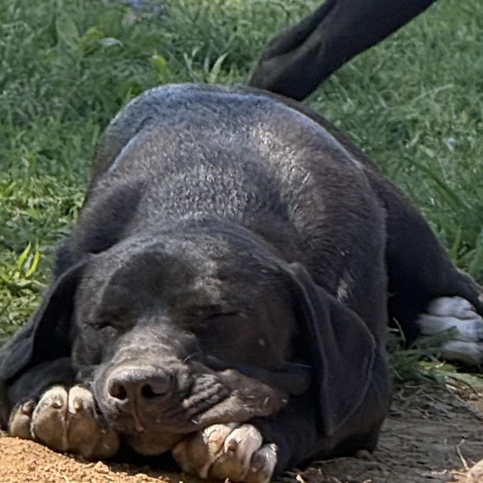 Enlarge Squirrel, an adopted Black Labrador Retriever in Louisville, KY image 3/4