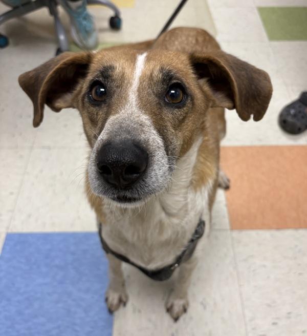 Ruby, Adoptable, Adult Female Foxhound.