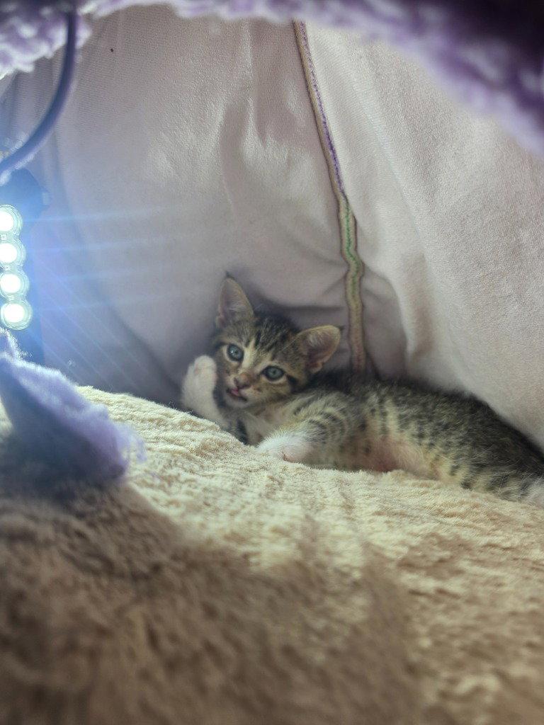 Enlarge Negan, a Adoptable Domestic Short Hair in Battle Ground, WA image 2/2