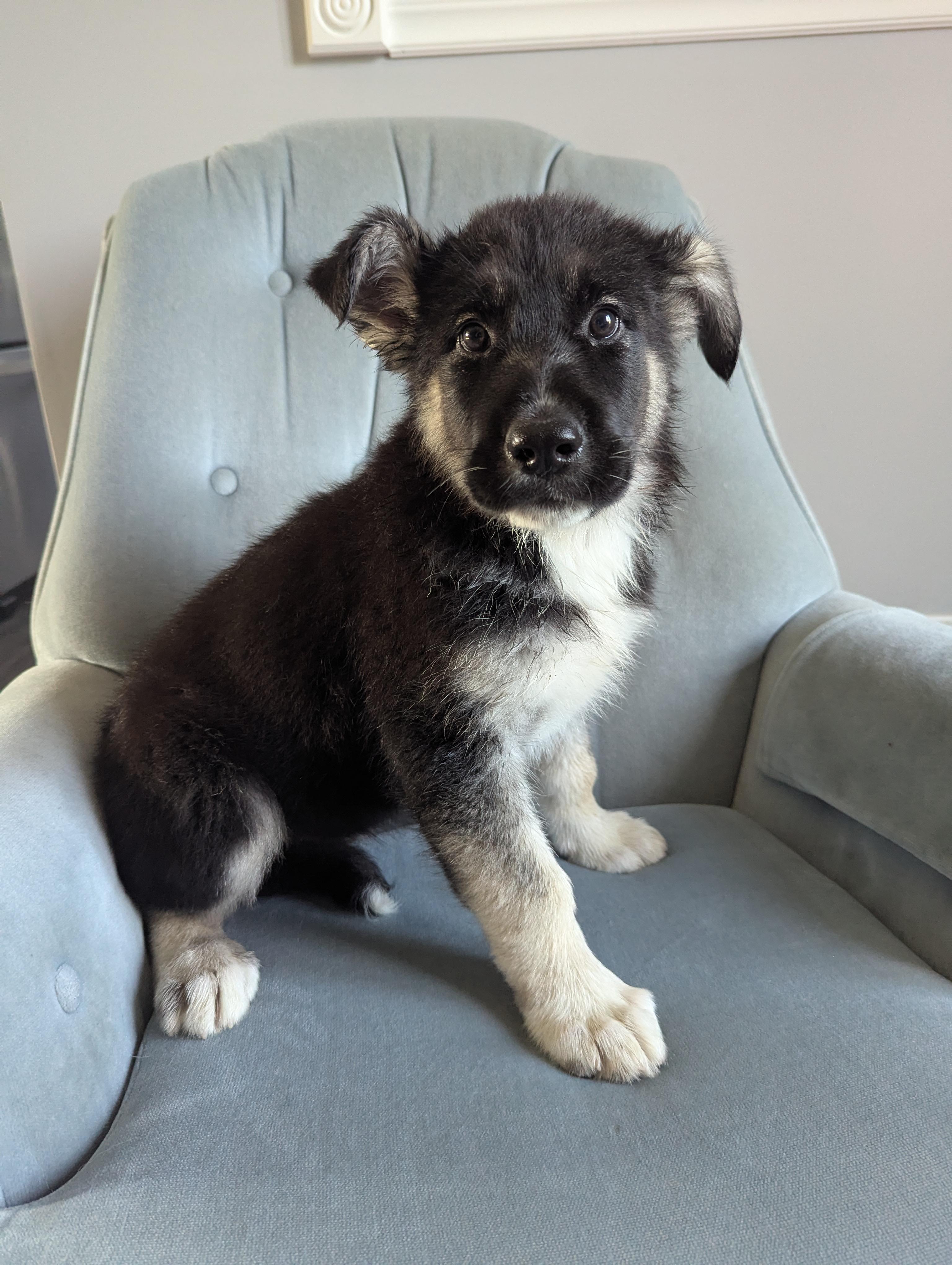 Penny, an adoptable Husky in Winnipeg, MB, R2C 1P2 | Photo Image 1