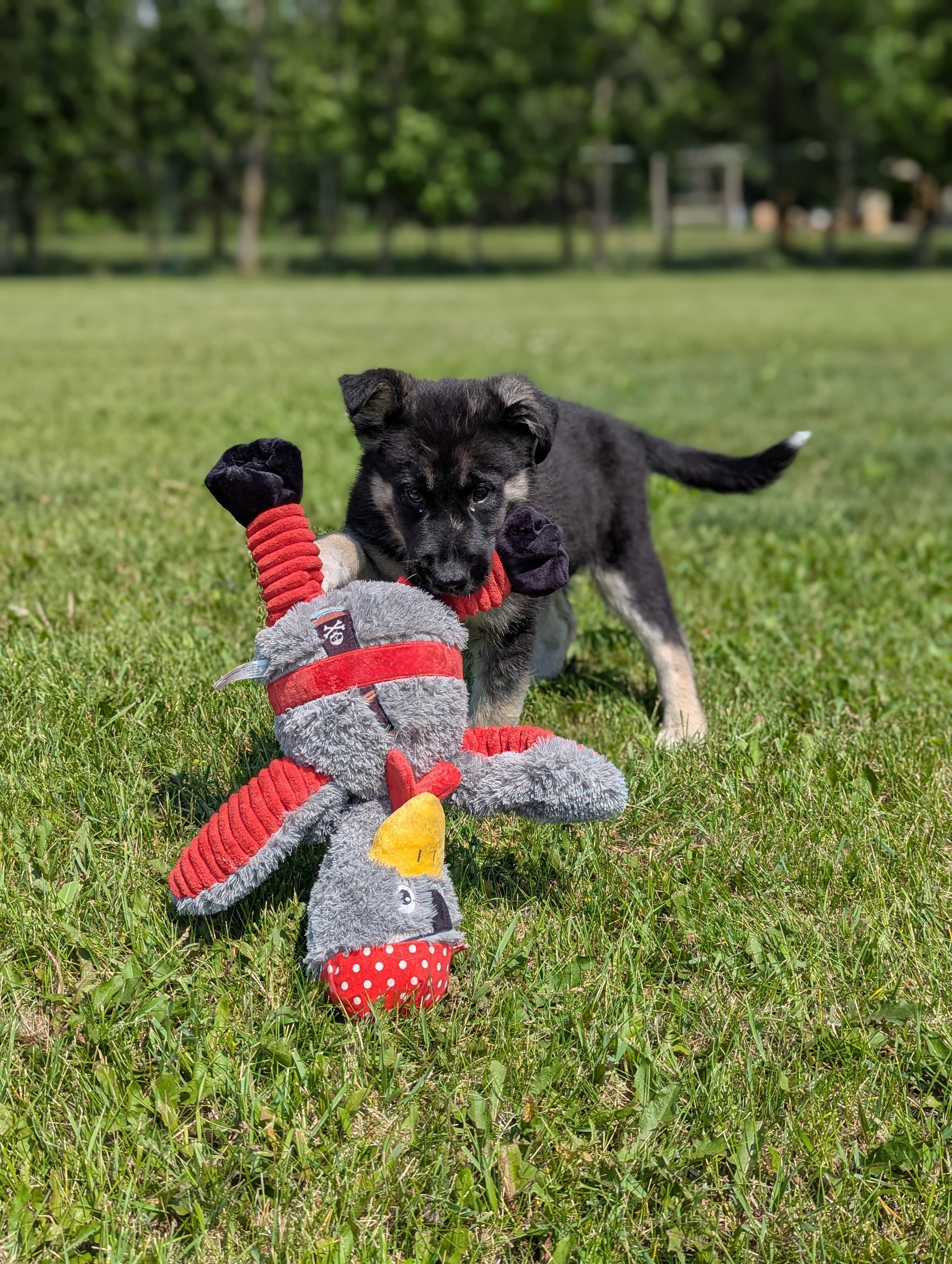 Penny, an adoptable Husky in Winnipeg, MB, R2C 1P2 | Photo Image 6