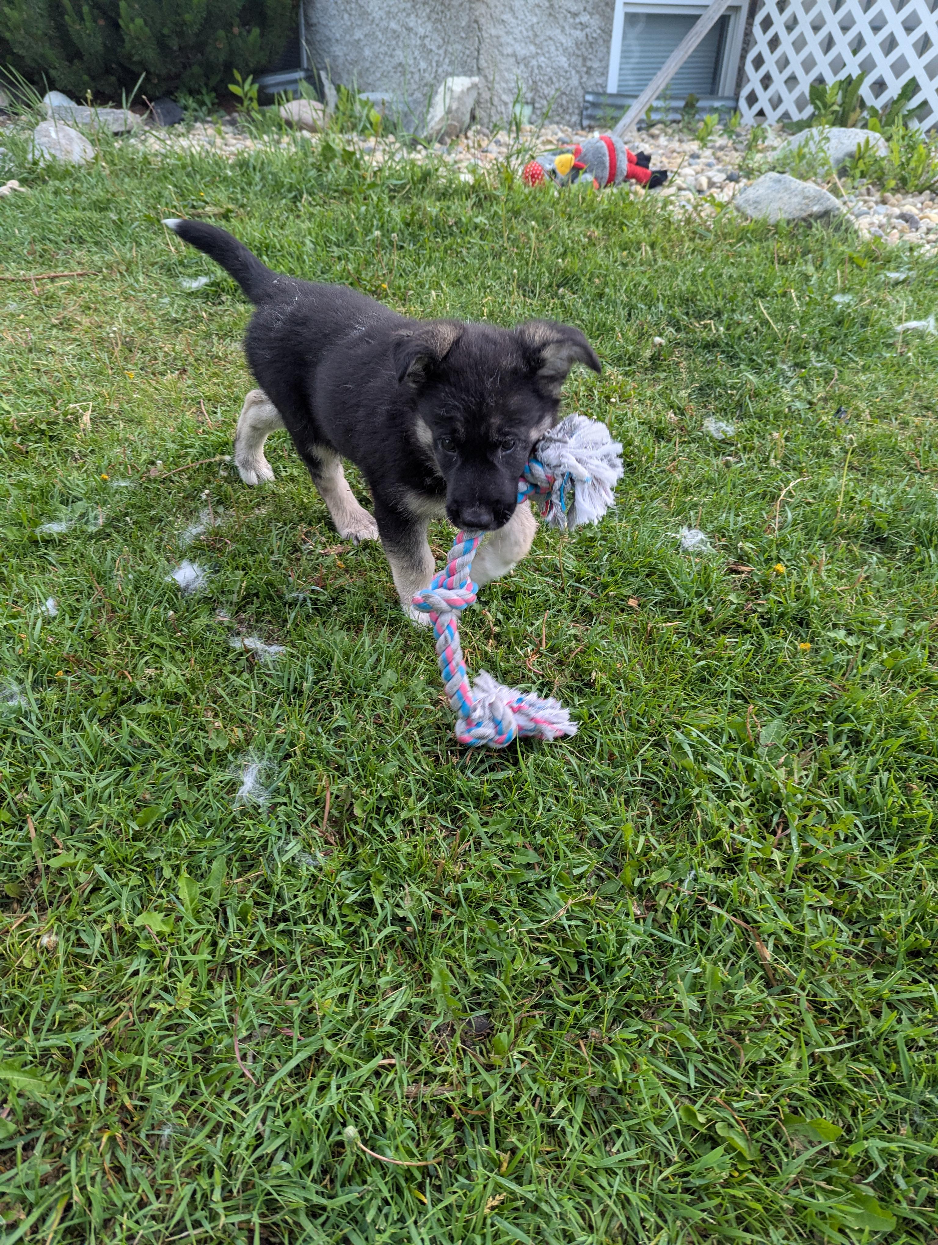 Penny, an adoptable Husky in Winnipeg, MB, R2C 1P2 | Photo Image 3