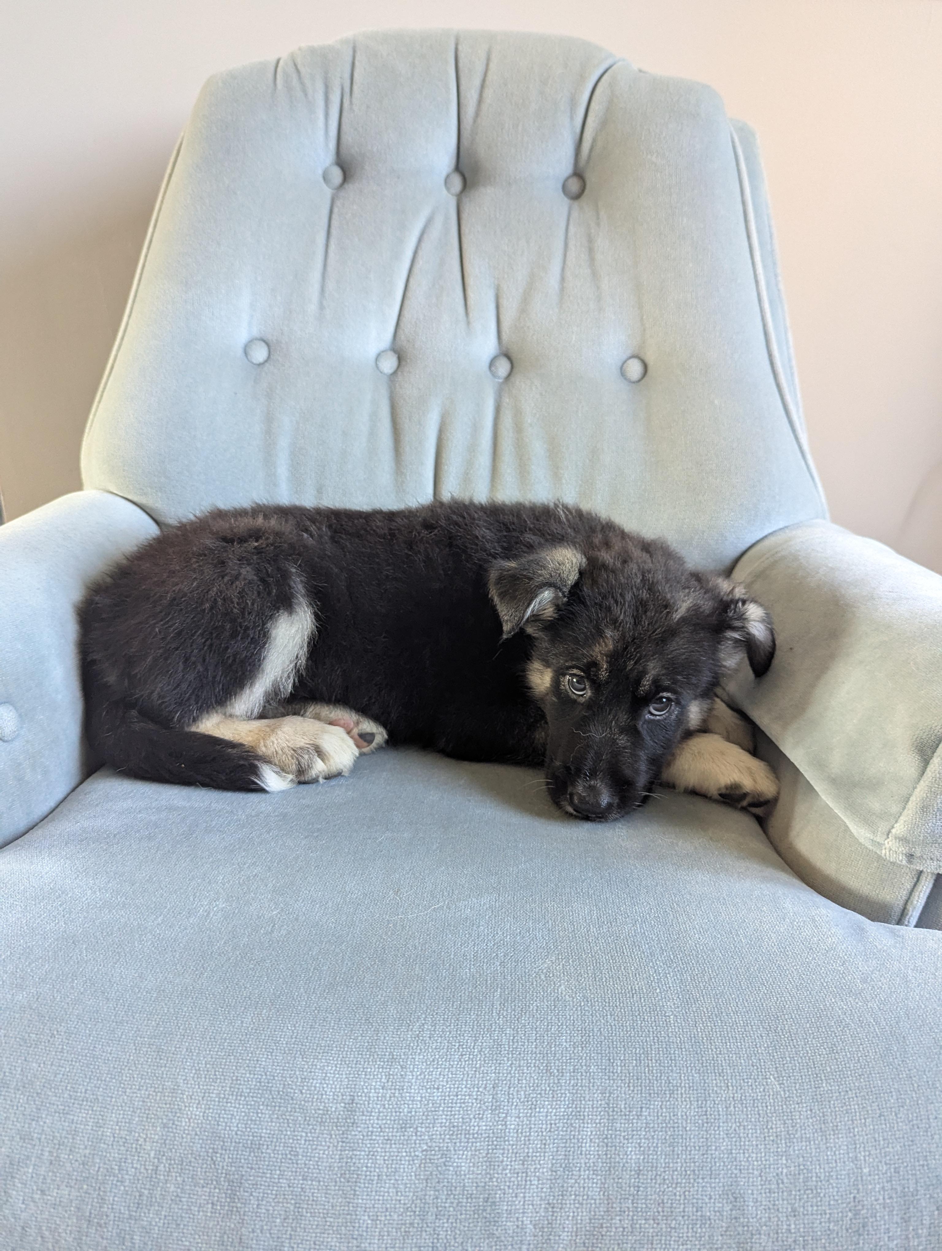 Penny, an adoptable Husky in Winnipeg, MB, R2C 1P2 | Photo Image 2