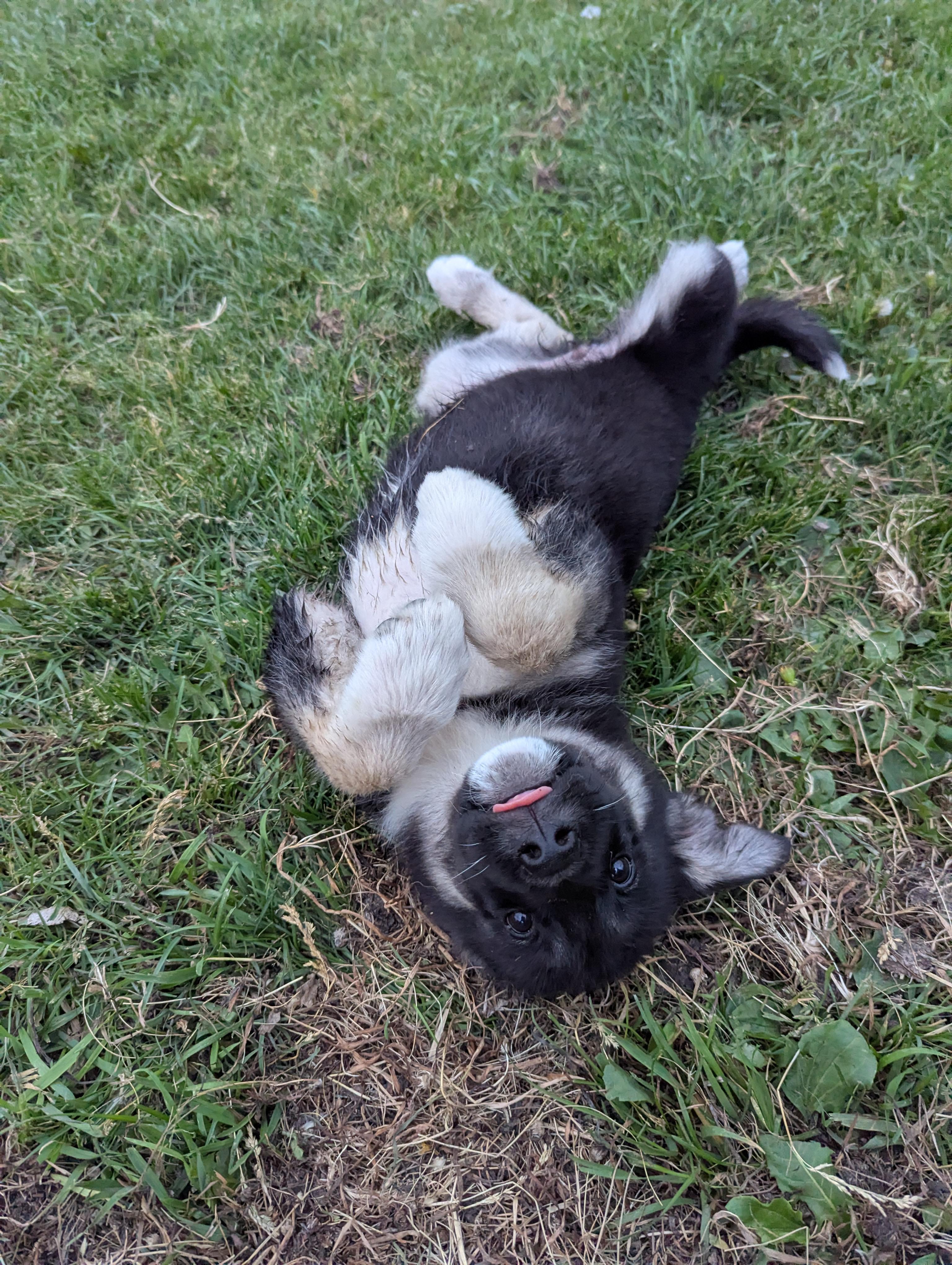 Penny, an adoptable Husky in Winnipeg, MB, R2C 1P2 | Photo Image 5