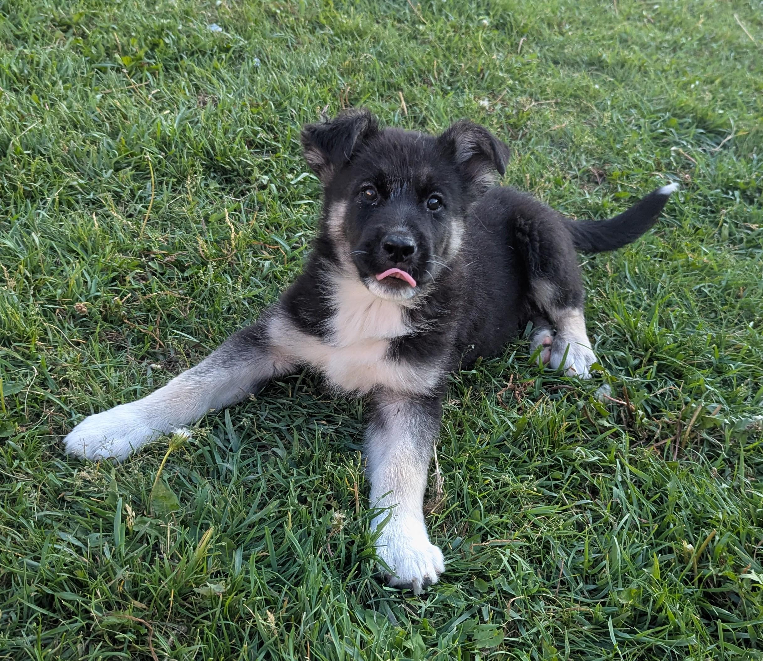 Penny, an adoptable Husky in Winnipeg, MB, R2C 1P2 | Photo Image 4