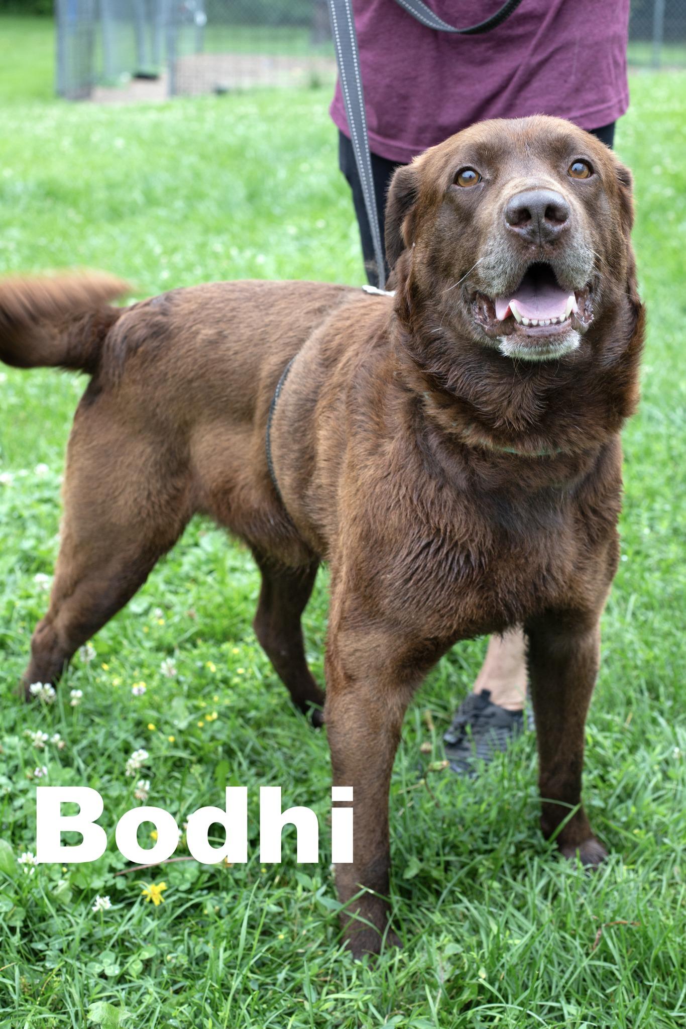 Bodhi