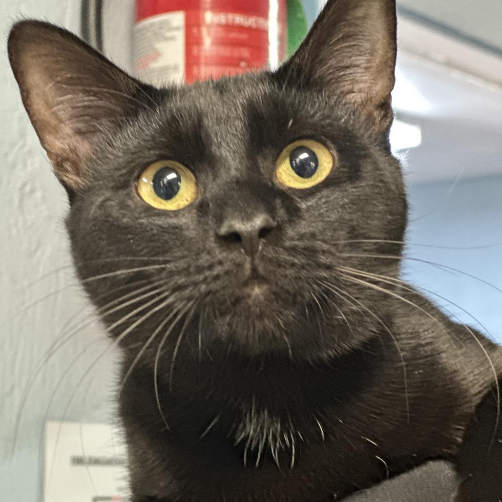 Binks, Adoptable, Young Male Domestic Short Hair.