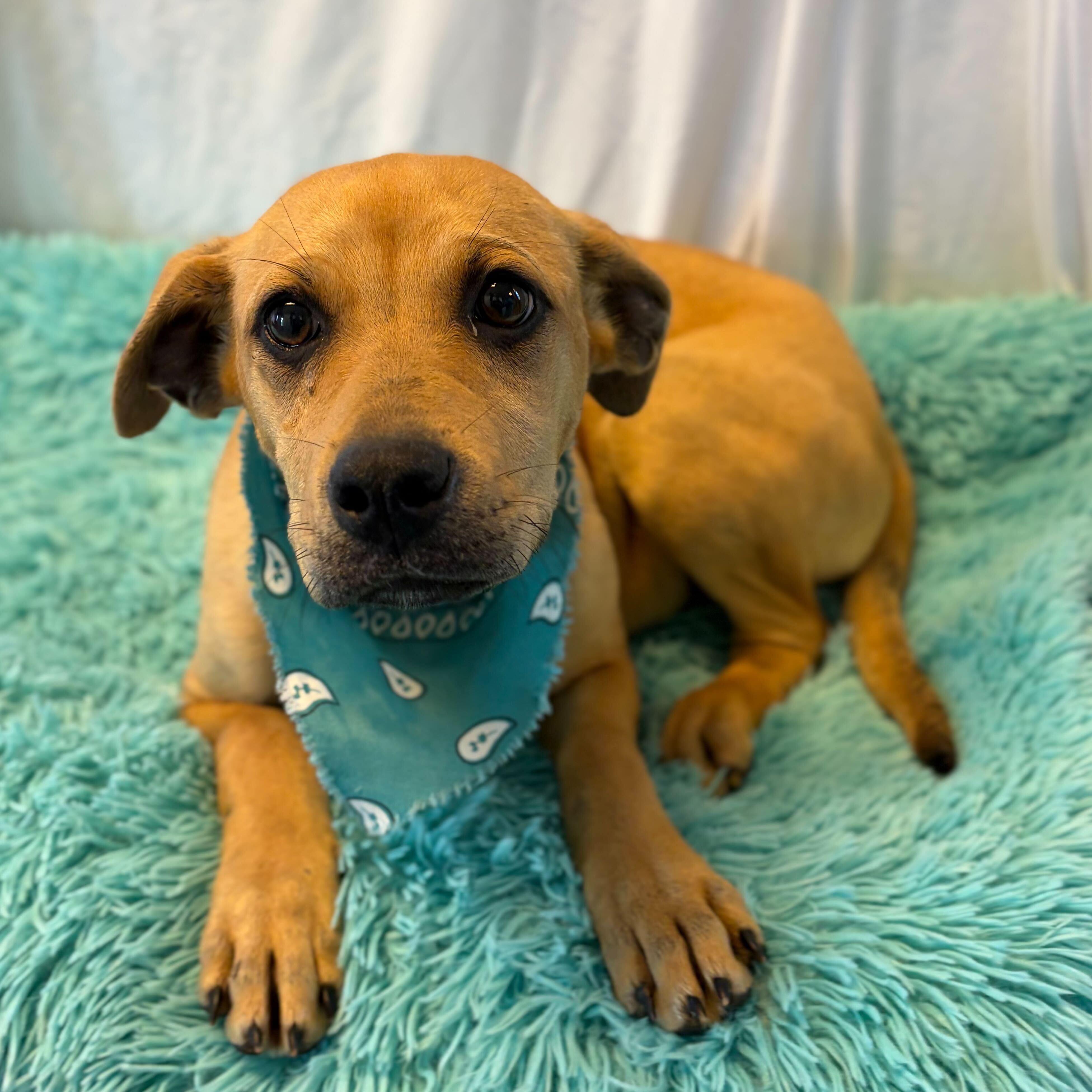 Enlarge Watermelon, a Adoptable Mixed Breed in Canal Winchester, OH image 2/2