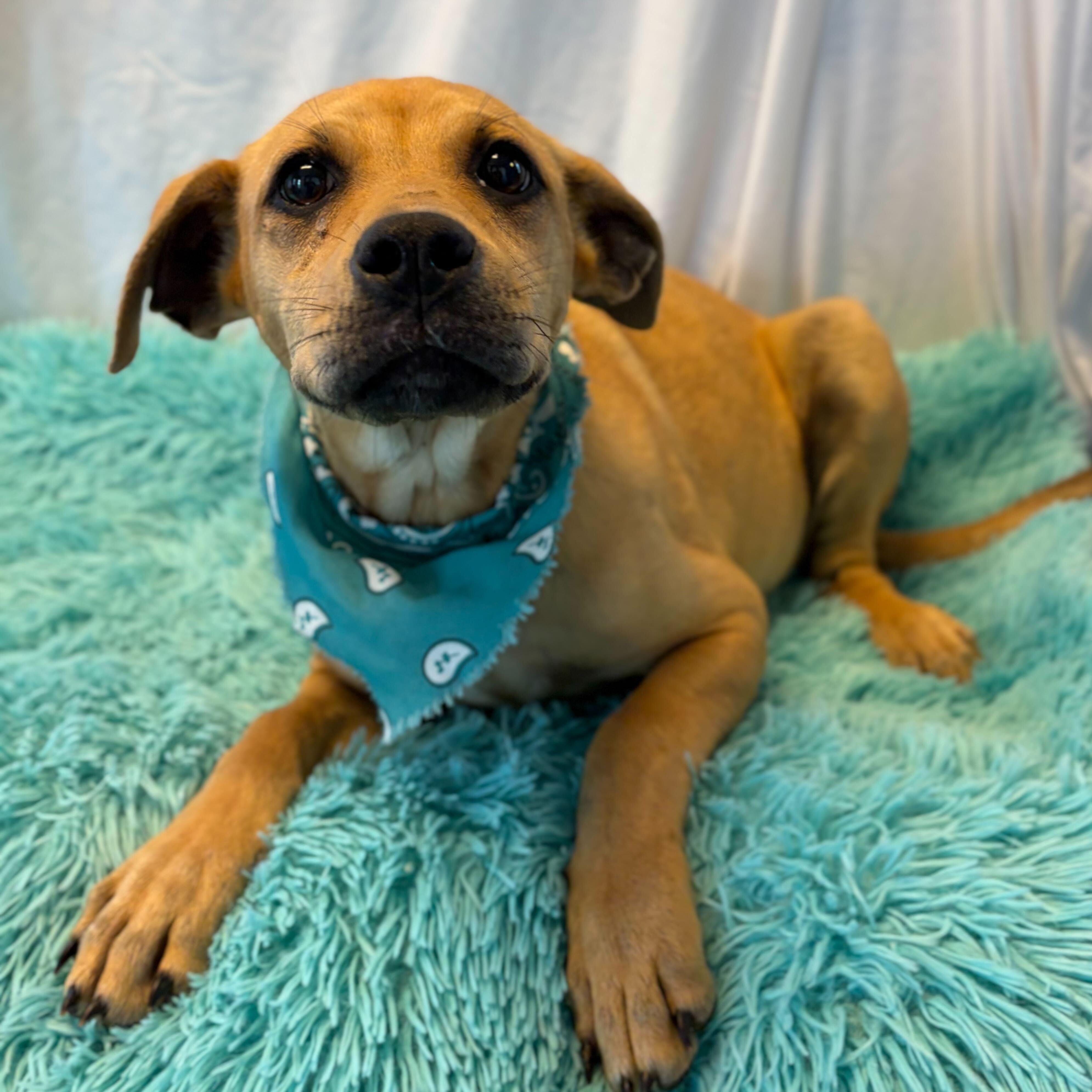 Watermelon, Adoptable, Puppy Female Mixed Breed.
