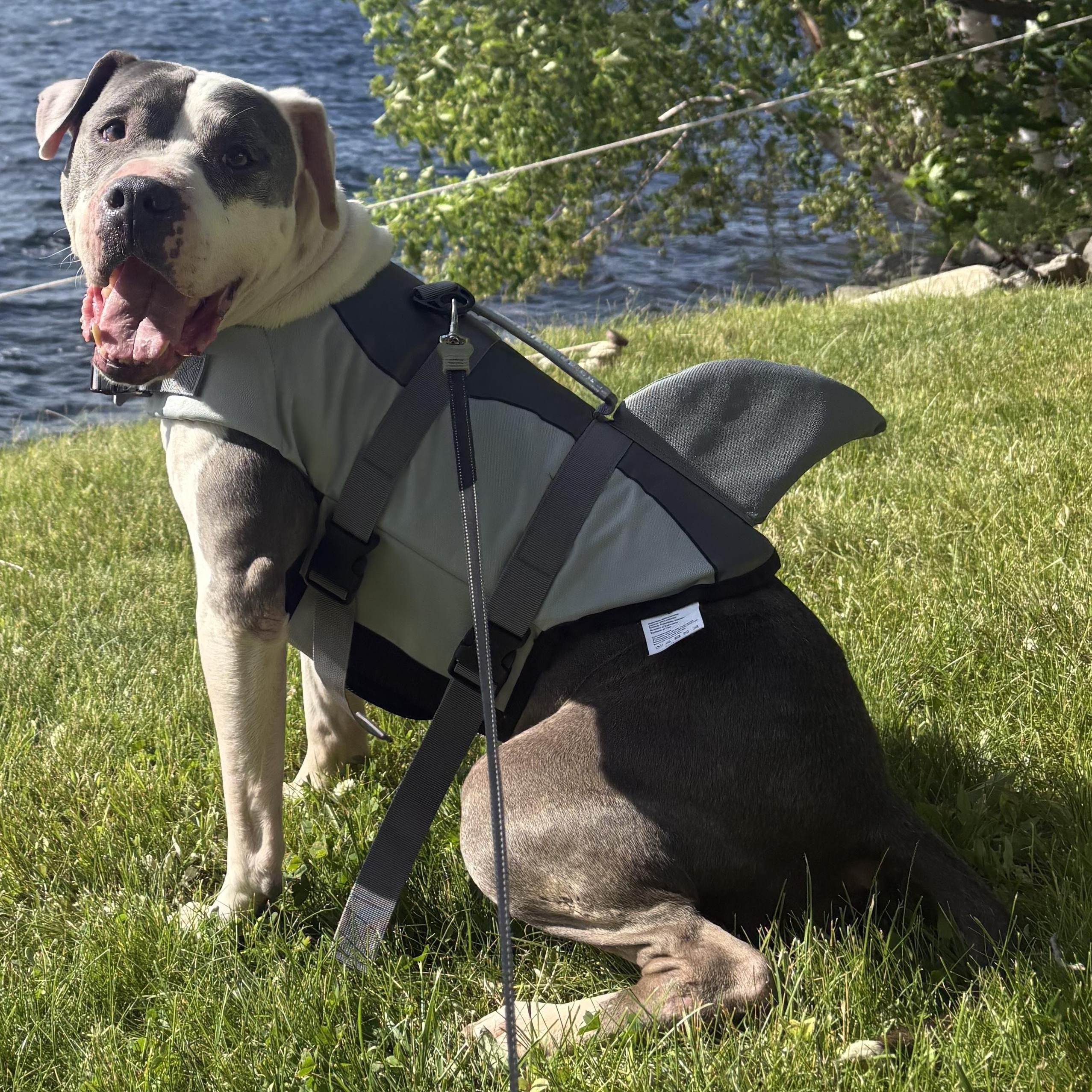 Dozer, Adoptable, Senior Male Pit Bull Terrier.