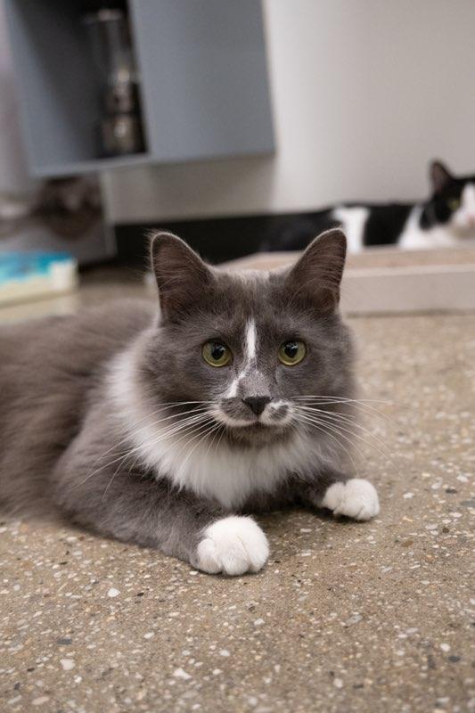 Enlarge Sadie, a Adoptable Domestic Long Hair in staten island, NY image 2/5