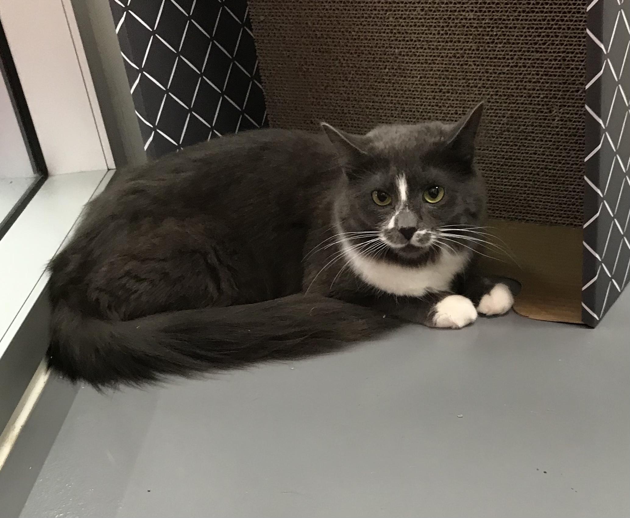 Enlarge Sadie, a Adoptable Domestic Long Hair in staten island, NY image 4/5