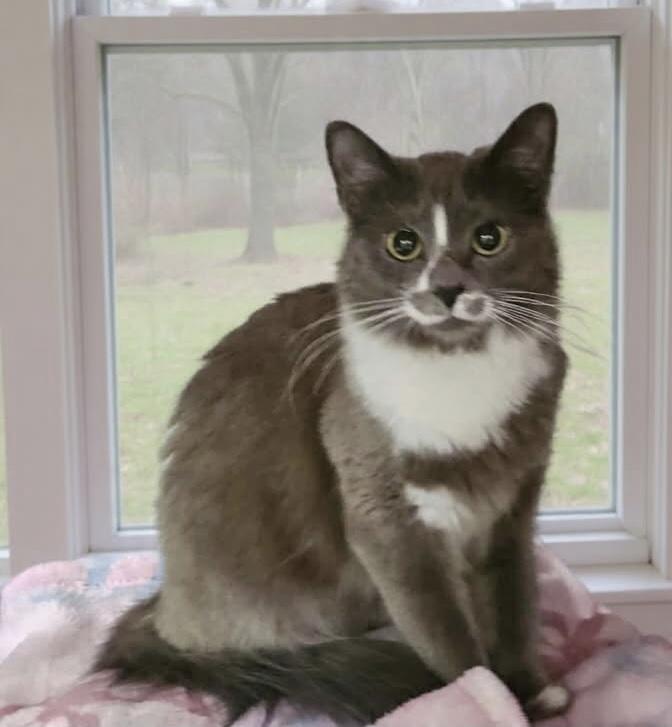 Enlarge Sadie, a Adoptable Domestic Long Hair in staten island, NY image 3/5