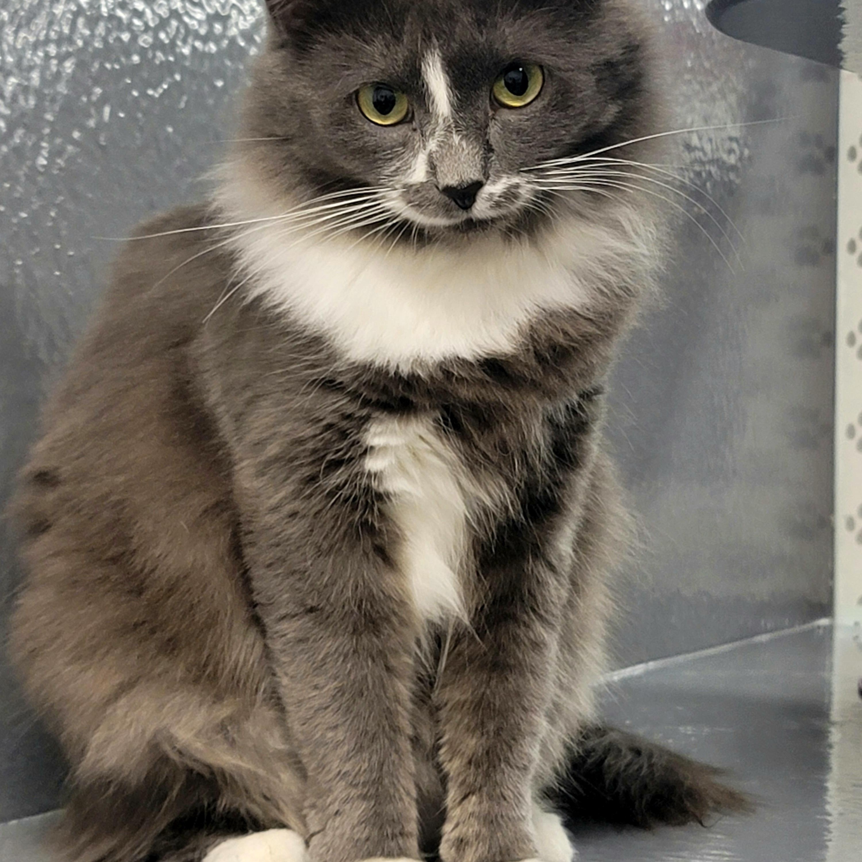 Enlarge Sadie, a Adoptable Domestic Long Hair in staten island, NY image 1/5