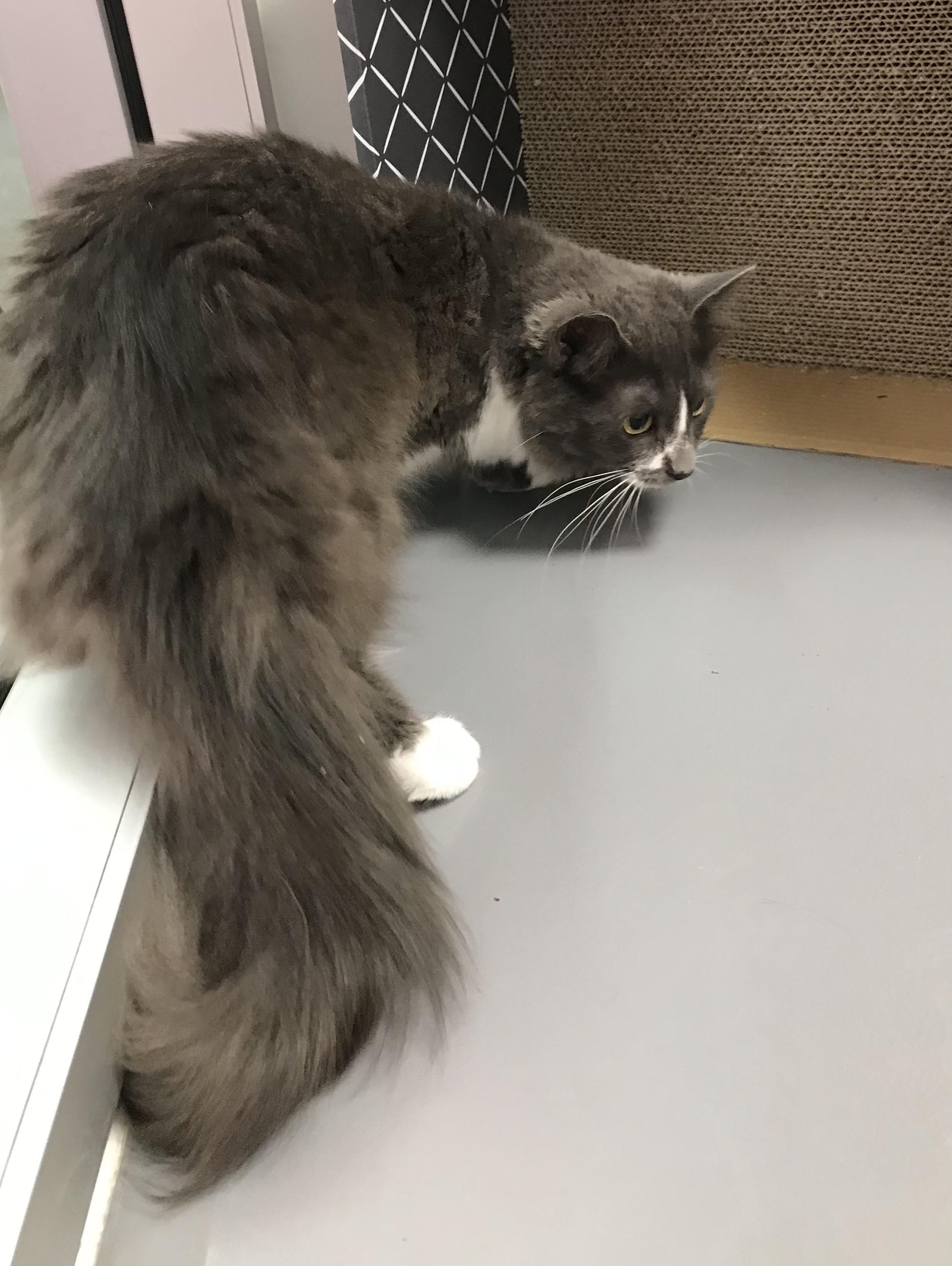 Enlarge Sadie, a Adoptable Domestic Long Hair in staten island, NY image 5/5