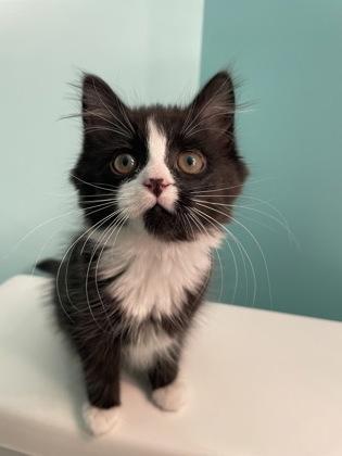 Enlarge Summit Bronco Sport, a ADOPTABLE Domestic Medium Hair in Cranbrook, BC image 1/3