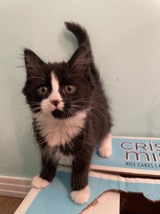 Enlarge Summit Bronco Sport, a ADOPTABLE Domestic Medium Hair in Cranbrook, BC image 3/3